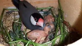 Diamond Dove Grey Java Breeding Progress