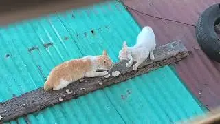 Trouble at the rooftop.