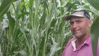 olha o TAMANHO do sorgo! 4,23 metros em 90 dias