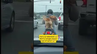 Dog dancing in traffic road😂🐕 #shorts #shortvideo #funnydogs #funnyvideo #Fun&FactsTV #viral