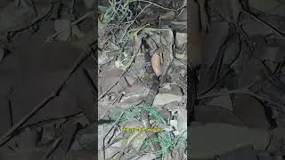 Bridal Snake 🐍😮