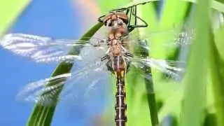Baskettail Dragonflies