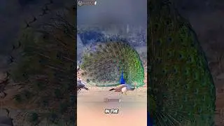 Peacock is The National Bird of India #shorts #birds