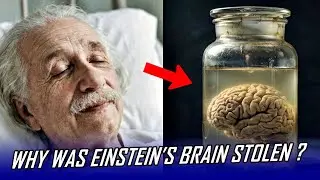 WHY WAS EINSTEIN'S BRAIN STOLEN? 😨 | The Paradox