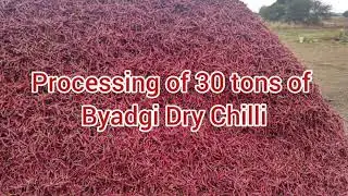 processing of Byadgi Chilli in Slow motion