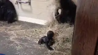 Baby gorilla learning to walk