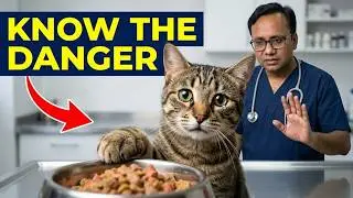 10 Harmful Cat Food Ingredients You Must Avoid!