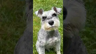 This dog messes with my emotions! 🥹🥹😐😐 #funny #cute #dog #schnauzer #minischnauzer