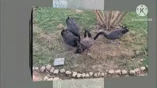 Beauty full birds in tiger safari rewa 