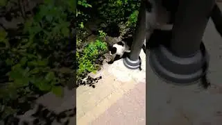 Cute Cat Funny Video in the Park 🐈🤗 #shorts #funnyanimals #cuteanimals #funny #animals