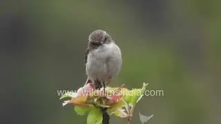 Rare Uttarakhand Sighting of R&eacute;union Stonechat Captured in Beautiful Close-Up and Motion