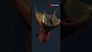 &ldquo;Did You Know This &lsquo;Alien&rsquo; Lives in the Ocean? 🦑&rdquo; #VampireSquid  #AnimalFacts #WildLife #NatureFacts