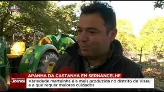 SIC noticia apanha da castanha em Sernancelhe