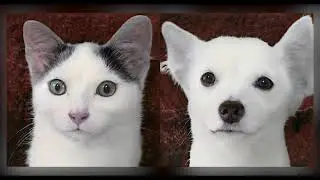 1h Cat and Dog Closeup Compilation | Infinite Pet Morph GAN Adventures