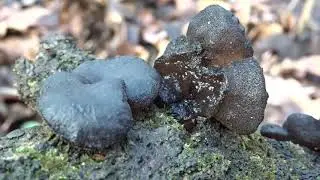 Kisielnica trzoneczkowa (Exidia glandulosa) - 03.02.2022, Nowa Huta, Krak&oacute;w.