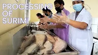 Processing of Surimi