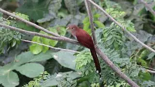 Common Squirrel-Cuckoo at Sendero Frutti Tour, Pichincha, Ecuador