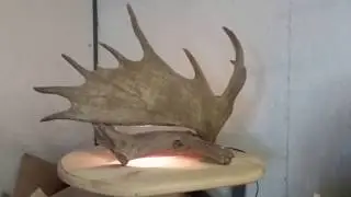 Antler works series. Moose paddle pool table light.