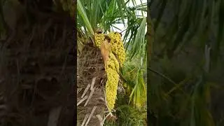 Palm in the Farm in Waitomo,  New Zealand 🇳🇿