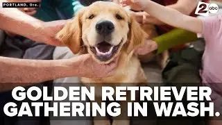 Golden Retriever lovers can celebrate beloved breed at appreciation event in Castle Rock, Washington