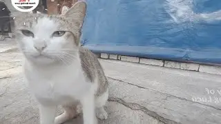 CAT'S FACE IS SO FUNNY - FEEDING CUTE WHITE WILD CATS - CAT FEEDING #cat #kucing #cutecat #meow