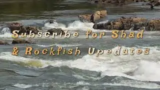 90 MINUTES WELDON BOAT RAMP, SHAD FISHING, ROANOKE RIVER, WELDON NC. ROCKFISH CAPITAL OF THE WORLD.