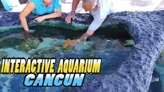 CANCUN INTERACTIVE AQUARIUM - Aquario Interactivo Mexico (4k)