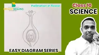 How to draw pollination in flower diagram in easy steps? Class 10 NCERT biology important diagrams