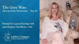 The Grey Way 17: African Grey Hormones Top 10