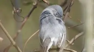 Blue Grey Gnat Catcher cleaning