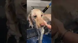 This New Dog Shampoo Claims to Be Amazing&hellip; But Is It?