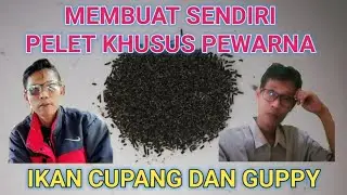 Cara membuat pelet khusus pencerah warna ikan cupang