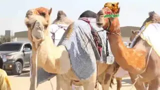 مسيرة فوز راشد بالنص المنصوري سويحان