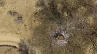 Vulture nest
