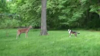 Deer Attacks Dog Remix!!!