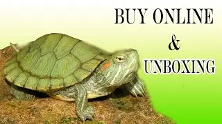 Red Eared Slider Turtle l Home Delivery all over India l Turtle 🐢 buy online ll  NEA# turtle#
