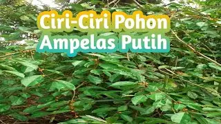 Mengenal Ciri-ciri Pohon Ampelas Putih Di Habitatnya Dari Daun, Buah, Batang || Ficus Ampelas