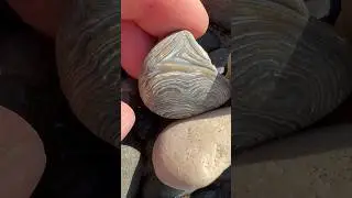The texture is so cool on this one. Bummer it&rsquo;s missing half 💔 #agatehunting #agate #beachcombing