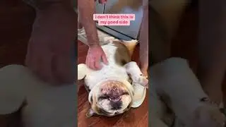 Does this pose make me look fat? #bulldog #butkusgregory #dog #pet #doglover #cutedog #doggo