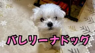 【日常】愛犬レオの特技『二本足立ちでの連続マワレ』【マルチーズ】#犬 #ペット #かわいい