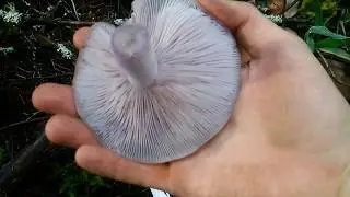 Finding Blewit Mushrooms