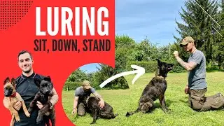 Luring with Food - How to teach Positions (Sit, Down, Stand)