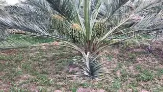 التعريف بنخلة عجوة المدينة- Ajwa Palm Date- www.ajwafarmsa.com