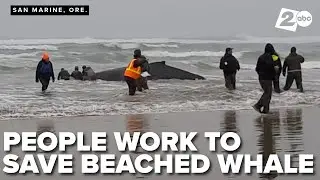 Officials scramble to save a young, beached whale on the Oregon Coast