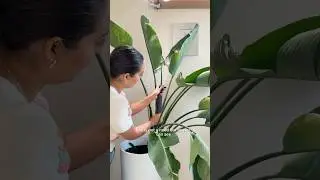 Plant hack: Helping my Bird of paradise leaf unfurl #planthack #planttips