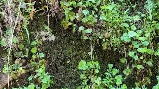 Silver Falls Canyon Trail hike 1