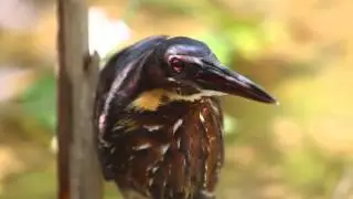 Black Bittern(1)