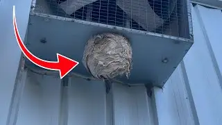 How to Eliminate Wasps in 58 seconds
