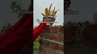 Thanks for 2L+views Alovera plant care|14 days to revive aloevera plant🍃#plants #houseplants #reels