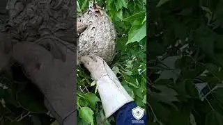 Hornet Nest Treated and removed from tree branch #hornet #hornetnest #bees